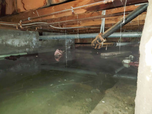 Best Water damage restoration process  in White Sulphur Springs, WV